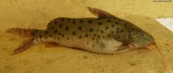 Synodontis njassae