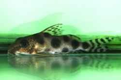 Synodontis nummifer - Click for species page