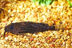 Synodontis obesus