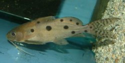 Synodontis ocellifer