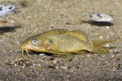 Synodontis ouemeensis - Click for species page