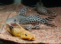 Synodontis pardalis - Click for species page