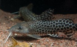 Synodontis pardalis