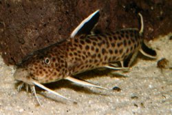 Synodontis petricola