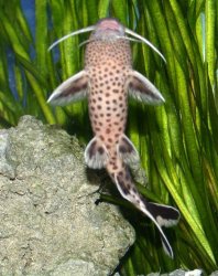 Synodontis petricola