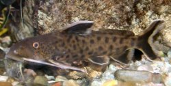 Synodontis petricola