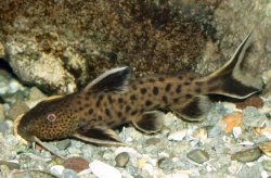 Synodontis petricola