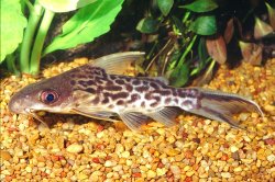 Synodontis pleurops - Click for species page