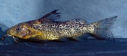 Synodontis punctulatus - Click for species page