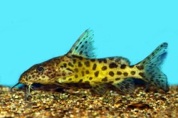 Synodontis rebeli - Click for species page