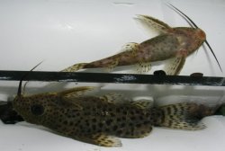 Synodontis robbianus