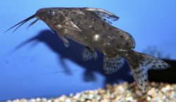 Synodontis robbianus