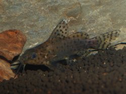 Synodontis robbianus