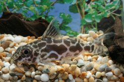 Synodontis robertsi