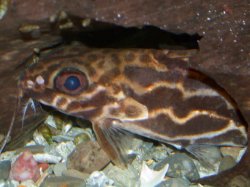 Synodontis robertsi