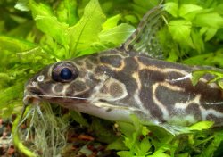 Synodontis robertsi