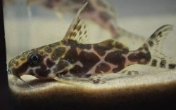 Synodontis robertsi