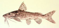 Synodontis ruandae - Click for species page
