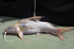 Synodontis rukwaensis