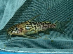 Synodontis schoutedeni