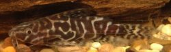 Synodontis serpentis - Click for species page