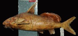 Synodontis serratus - Click for species page
