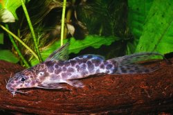 Synodontis soloni