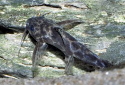 Synodontis soloni