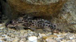 Synodontis soloni