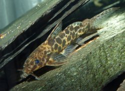 Synodontis soloni