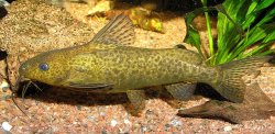 Synodontis sp. `JA RIVER`