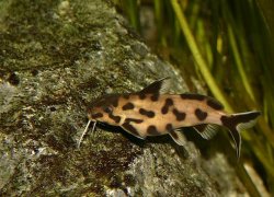 Synodontis sp. `POLLI WHITE`