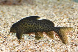 Synodontis sp. (6) - Click for species page