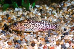 Synodontis sp. (9) - Click for species page
