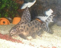 Synodontis sp. hybrid(1)