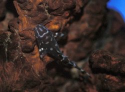 Synodontis sp. hybrid(3)