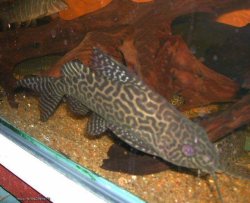 Synodontis sp. hybrid(3)