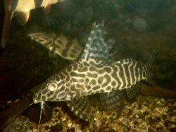 Synodontis sp. hybrid(3)