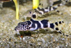 Synodontis sp. hybrid(9) - Click for species page