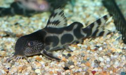 Synodontis sp. hybrid(9)