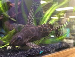 Synodontis sp. hybrid(10) - Click for species page