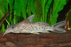 Synodontis sp. hybrid(2) - Click for species page