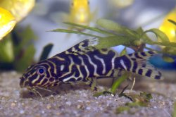 Synodontis sp. hybrid(3) - Click for species page