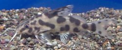 Synodontis sp. hybrid(4) - Click for species page