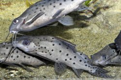 Synodontis sp. hybrid(7) - Click for species page