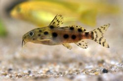 Synodontis sp. hybrid(8) - Click for species page