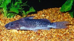 Synodontis victoriae - Click for species page