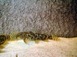 Synodontis waterloti