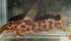 Synodontis waterloti