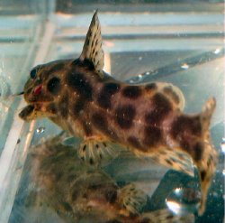 Synodontis waterloti